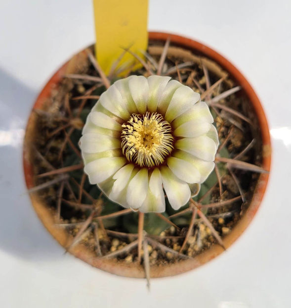 Gymnocalicium Ferox v Ferocior - Gymnocalicium Ferox v Ferocior