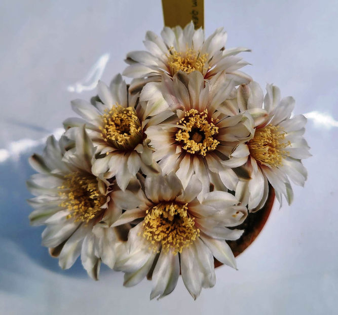 Gymnocalicium quehlianum - Gymnocalicium quehlianum