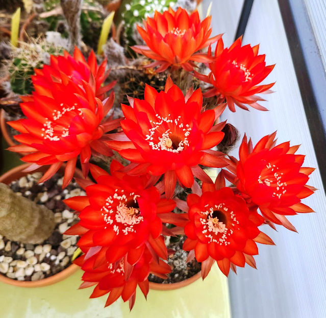 Echinopsis hb Raoul Wallenberg 2 - Echinopsis hb Raoul Wallenberg