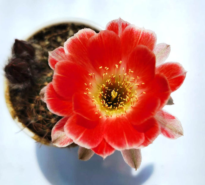 Lobivia hb Friday - Lobivia hb Friday