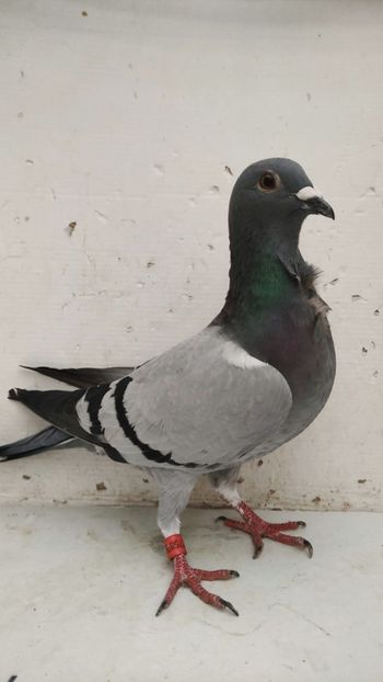  - De vanzare voiajori pui 2015