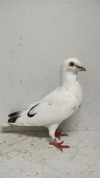 - De vanzare voiajori pui 2015
