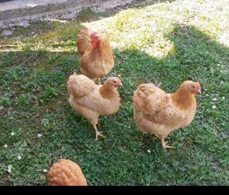 Screenshot_20240609-142847_Gallery - Wyandotte pitic galben barat 2024