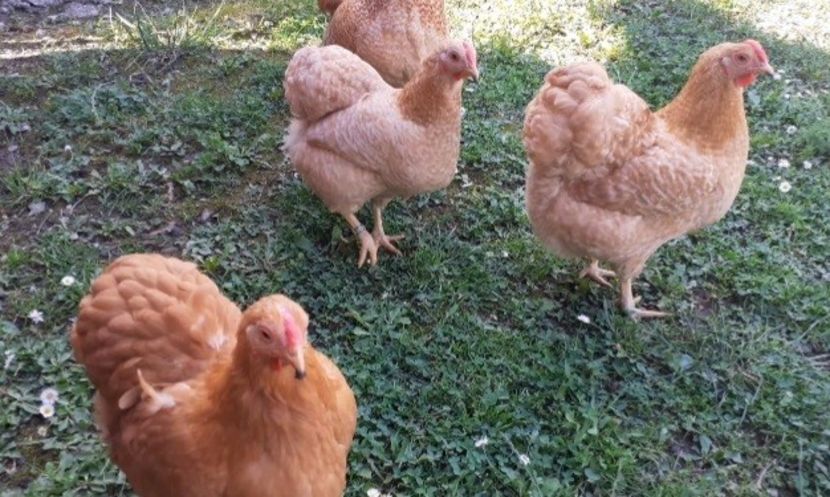 Screenshot_20240609-142844_Gallery - Wyandotte pitic galben barat 2024