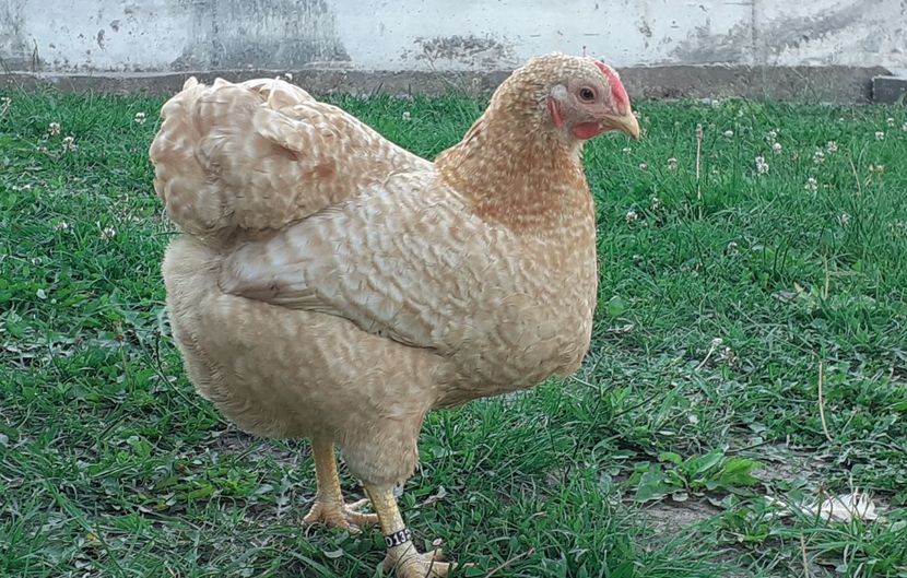  - Wyandotte pitic galben barat 2024