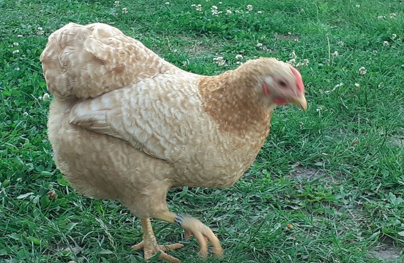  - Wyandotte pitic galben barat 2024