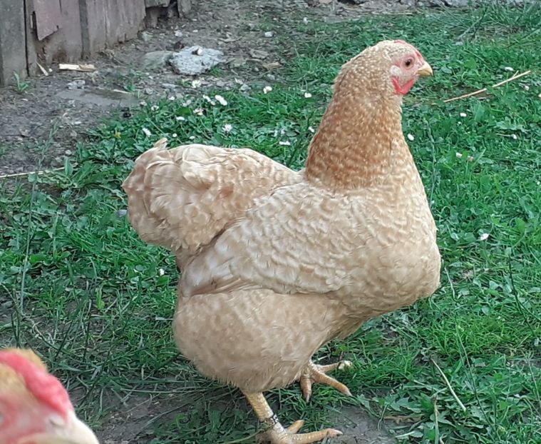  - Wyandotte pitic galben barat 2024