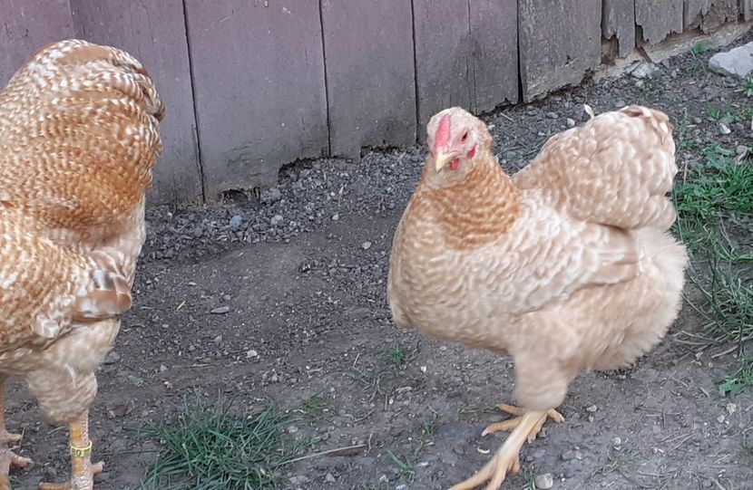  - Wyandotte pitic galben barat 2024