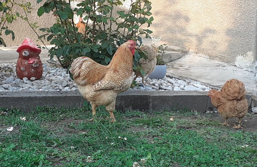  - Wyandotte pitic galben barat 2024