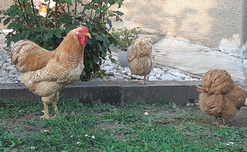  - Wyandotte pitic galben barat 2024