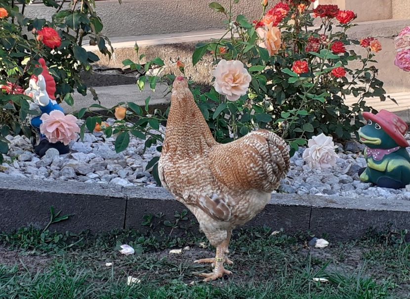  - Wyandotte pitic galben barat 2024