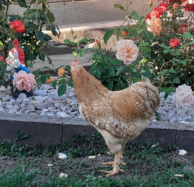  - Wyandotte pitic galben barat 2024