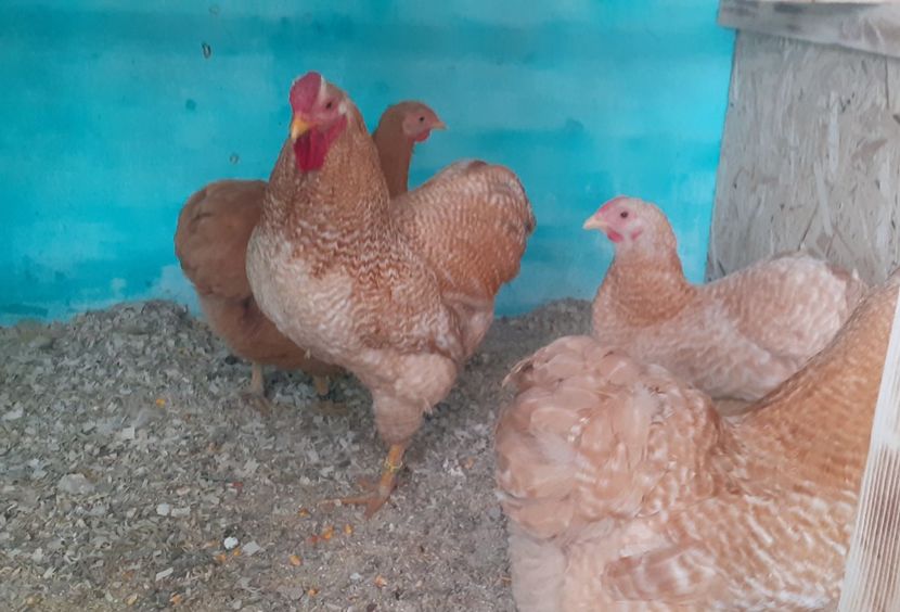  - Wyandotte pitic galben barat 2024