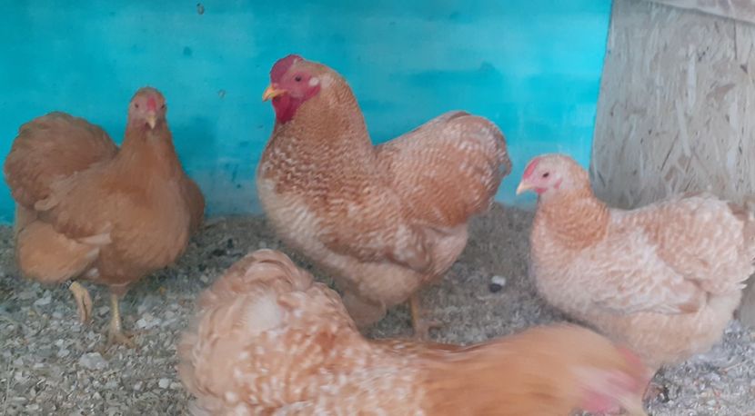  - Wyandotte pitic galben barat 2024