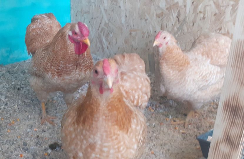  - Wyandotte pitic galben barat 2024