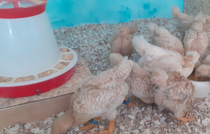  - Wyandotte pitic galben barat 2024