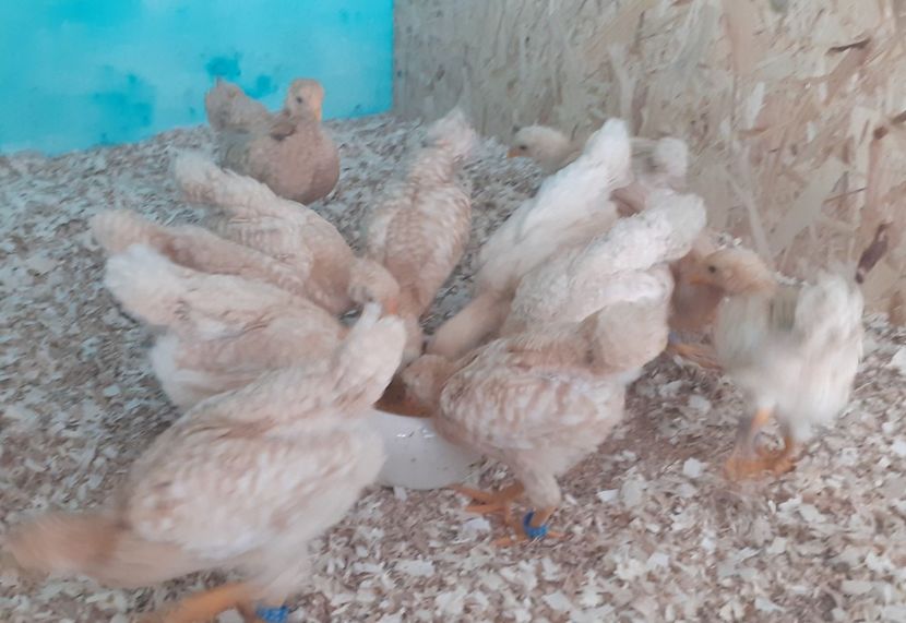  - Wyandotte pitic galben barat 2024