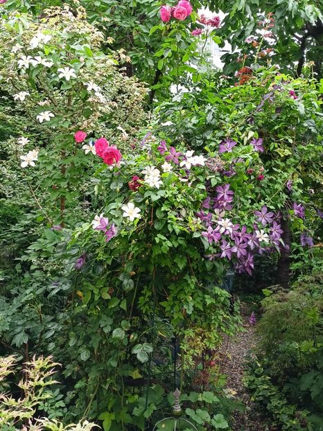  - Grădina 2024 continuare 3