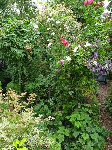  - Grădina 2024 continuare 3