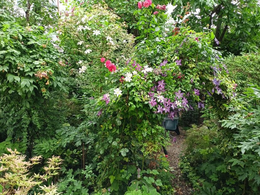  - Grădina 2024 continuare 3