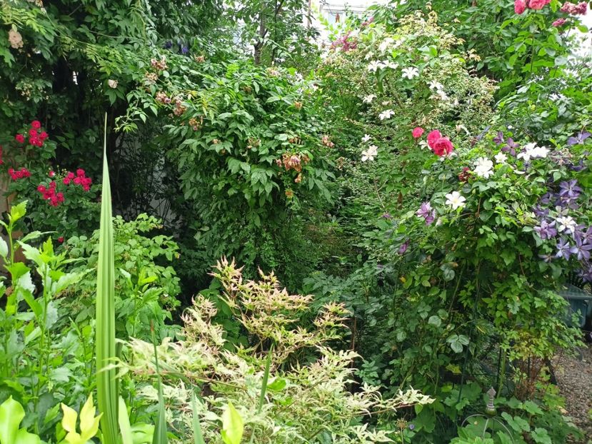  - Grădina 2024 continuare 3