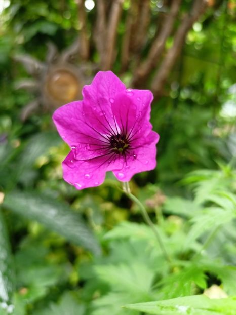  - Grădina 2024 continuare 3