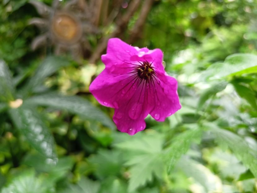  - Grădina 2024 continuare 3