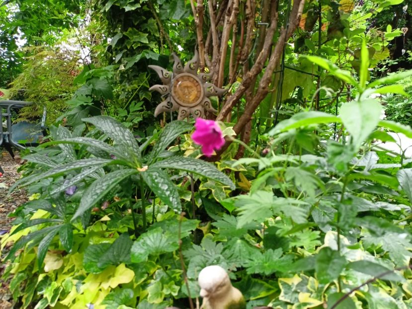  - Grădina 2024 continuare 3