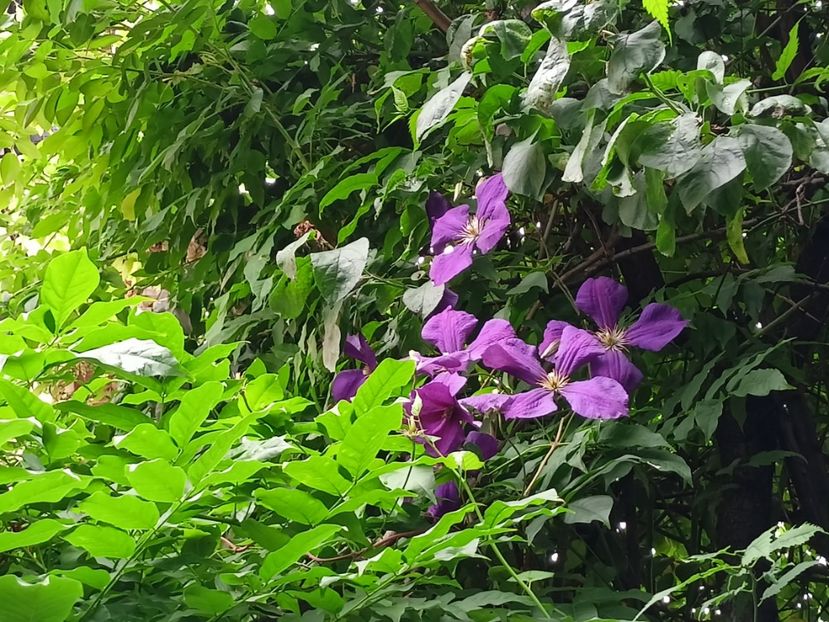  - Grădina 2024 continuare 3