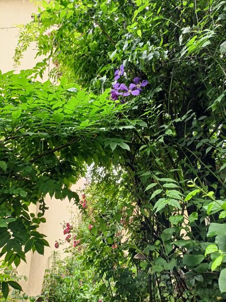  - Grădina 2024 continuare 3