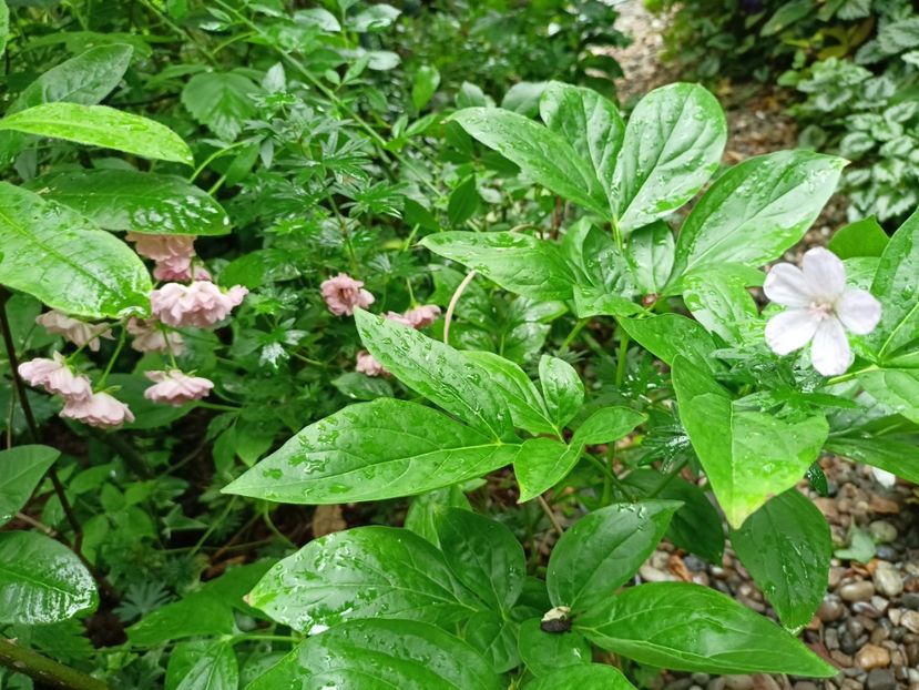  - Grădina 2024 continuare 3