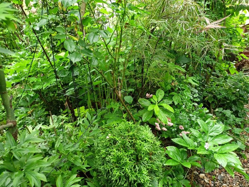  - Grădina 2024 continuare 3