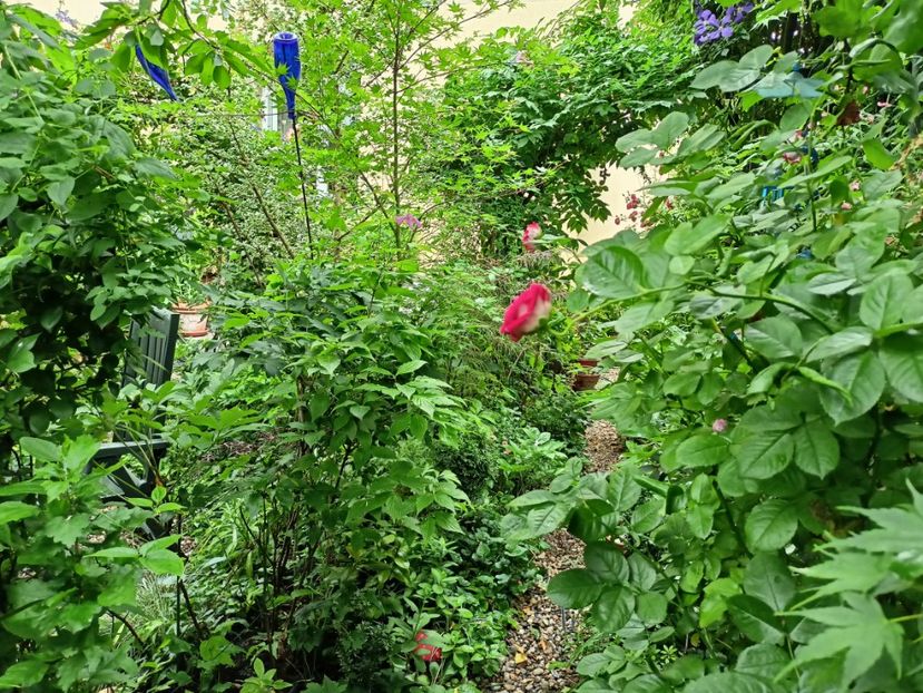  - Grădina 2024 continuare 3