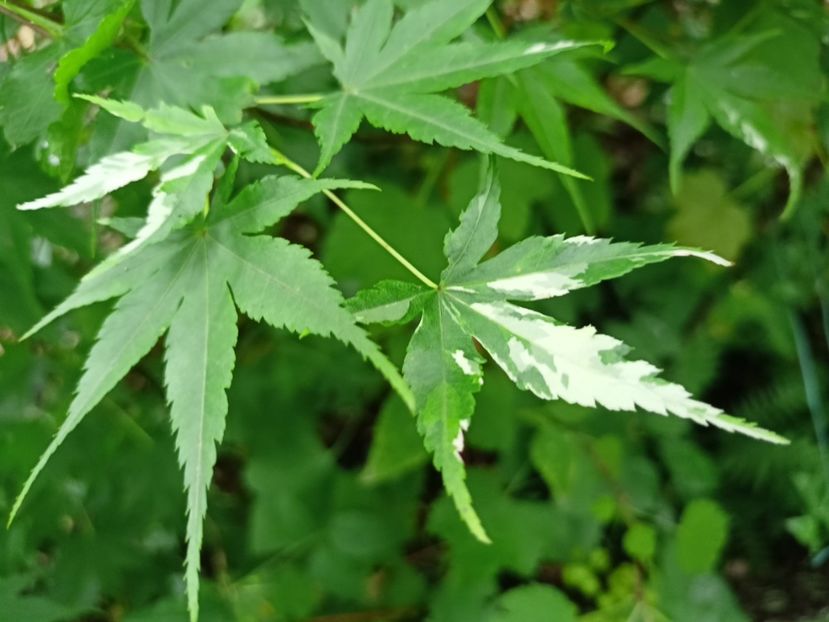 Taiyo-Nishiki - Grădina 2024 continuare 3