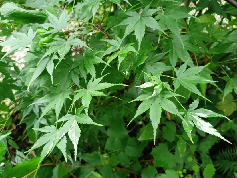  - Grădina 2024 continuare 3