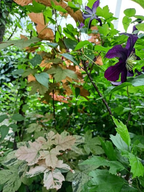  - Grădina 2024 continuare 3