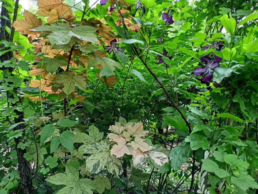  - Grădina 2024 continuare 3