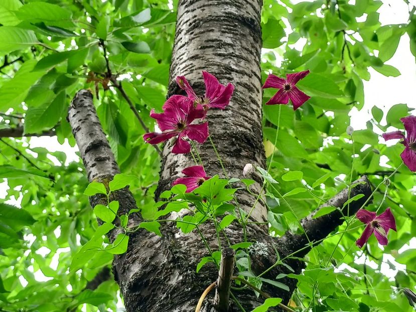  - Grădina 2024 continuare 3