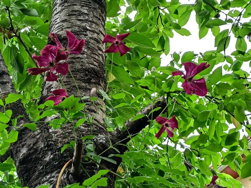  - Grădina 2024 continuare 3