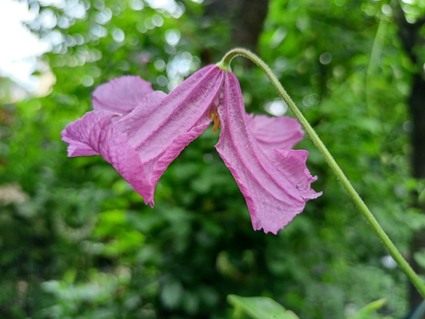 Clematis "Heather Herschell" - Grădina 2024 continuare 3
