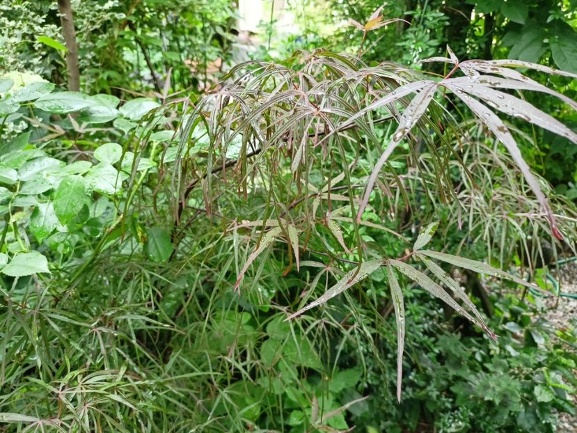 Hubbs Red Willow - Grădina 2024 continuare 3