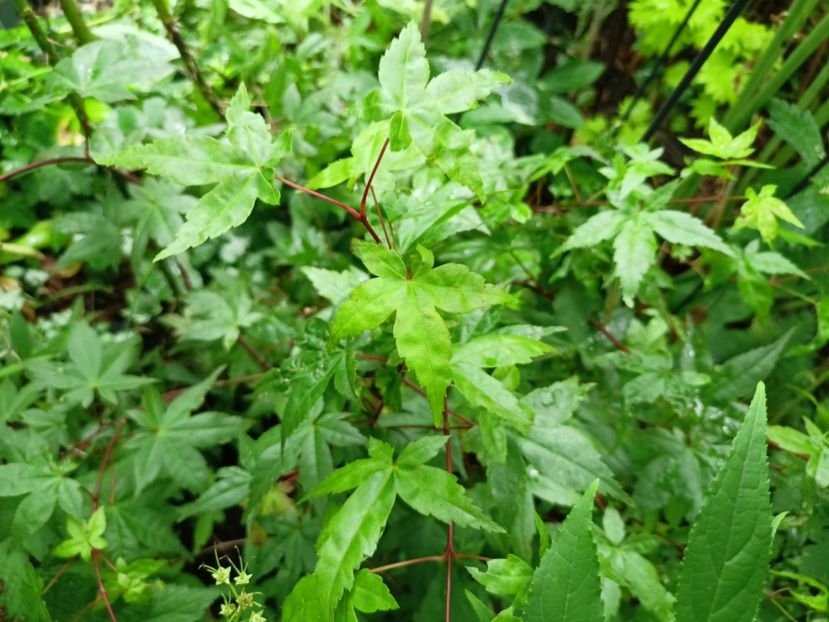 Beni Maiko - Grădina 2024 continuare 3