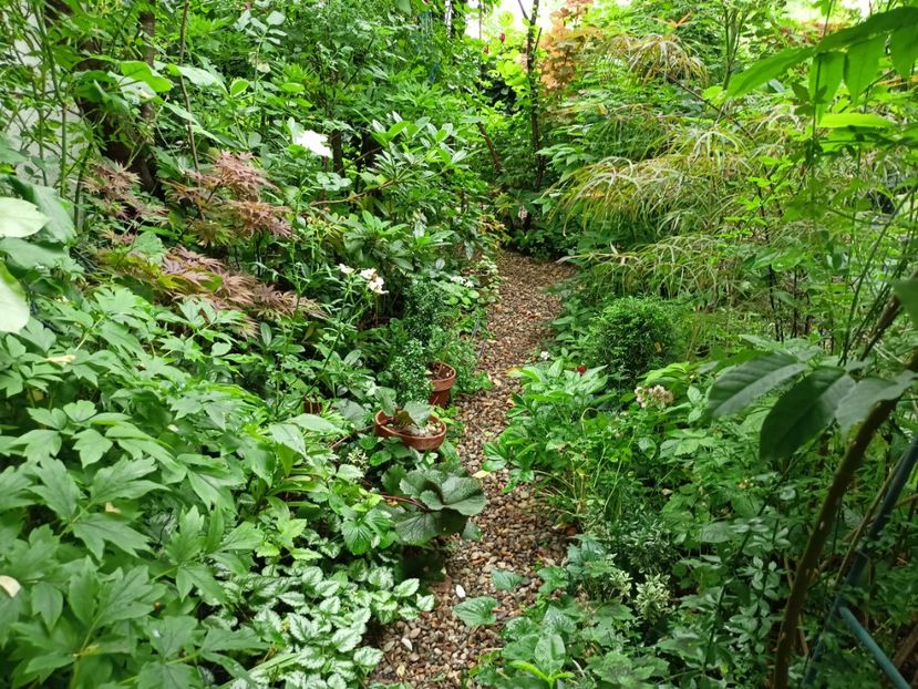  - Grădina 2024 continuare 3