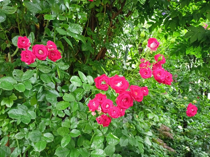  - Grădina 2024 continuare 3