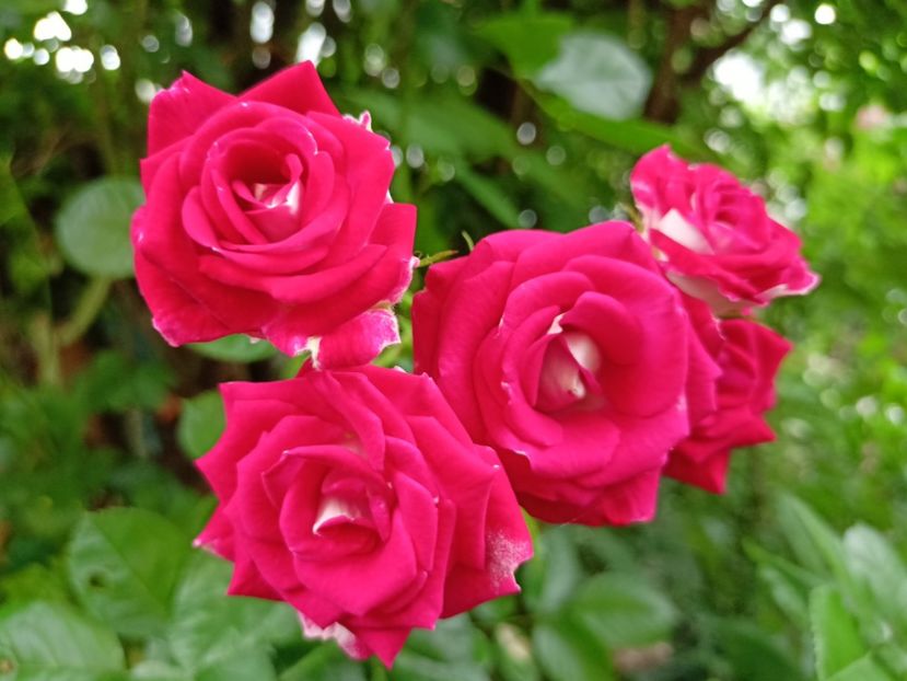  - Grădina 2024 continuare 3