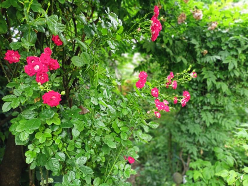  - Grădina 2024 continuare 3