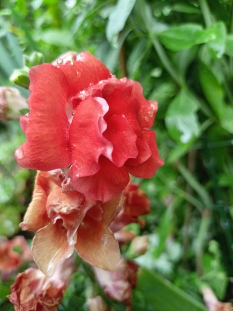 gura leului - Grădina 2024 continuare 3