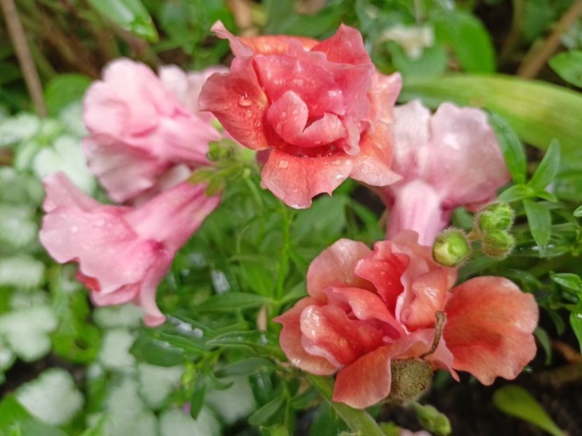  - Grădina 2024 continuare 3