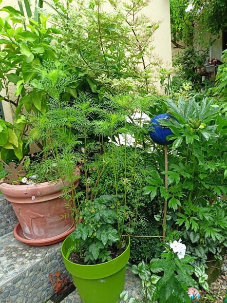  - Grădina 2024 continuare 3