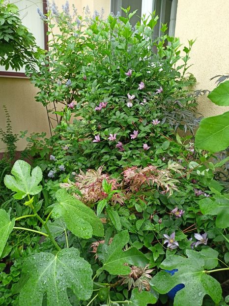  - Grădina 2024 continuare 3